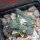 ARIOCARPUS furfuraceus cv. Zonge Batan, 7 cm pot, grafted offset