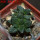 ARIOCARPUS fissuratus cv. Godzilla, 6 cm pot, grafted offset