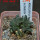 ARIOCARPUS fissuratus cv. Godzilla, 6 cm pot, grafted offset