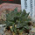 ARIOCARPUS fissuratus cv. Godzilla, 6 cm pot, grafted offset