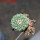 STROMBOCACTUS disciformis ssp. esperanzae VM 291, type form, Xichu, 2,3 cm SEEDLING