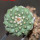 STROMBOCACTUS disciformis ssp. esperanzae VM 291, type form, Xichu, 2,3 cm SEEDLING