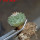 STROMBOCACTUS disciformis ssp. esperanzae VM 291, type form, Xichu, 2,3 cm SEEDLING