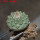 STROMBOCACTUS disciformis ssp. esperanzae VM 291, type form, Xichu, 2,3 cm SEEDLING