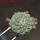 STROMBOCACTUS disciformis ssp. esperanzae VM 291, type form, Xichu, 2,3 cm SEEDLING