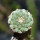 STROMBOCACTUS disciformis ssp. esperanzae VM 291, type form, Xichu, 2,4 cm SEEDLING