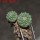 STROMBOCACTUS disciformis ssp. esperanzae VM 291, type form, Xichu, 1,5 + 1,8 cm, 2 pcs SEEDLINGS
