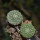 STROMBOCACTUS disciformis ssp. esperanzae VM 291, type form, Xichu, 1,6 + 1,9 cm, 2 pcs SEEDLINGS