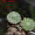 STROMBOCACTUS disciformis ssp. esperanzae VM 291, type form, Xichu, 1,6 + 1,9 cm, 2 pcs SEEDLINGS