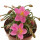 AVONIA quinaria ssp. quinaria, red flower