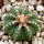 AZTEKIUM ritteri, 2,1 cm, SEEDLING