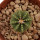 AZTEKIUM ritteri, 2 cm, SEEDLING