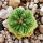 AZTEKIUM ritteri, 2 cm, grafted offset