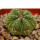 AZTEKIUM ritteri, 2,6 cm, grafted offset