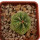 AZTEKIUM ritteri, 2,6 cm, grafted offset