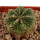 AZTEKIUM ritteri, 2,7 cm, grafted offset