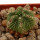 AZTEKIUM ritteri, 2,6 cm, grafted offset