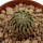 PELECYPHORA aselliformis, 1,6 cm, rooted offset