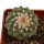 STROMBOCACTUS disciformis, 4 cm, SEEDLING