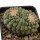 STROMBOCACTUS disciformis, 4,5 cm, SEEDLING