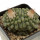 STROMBOCACTUS disciformis, 4,5 cm, SEEDLING