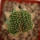 AZTEKIUM ritteri f. cristate, 2,3 cm, grafted offset