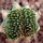 AZTEKIUM ritteri f. cristate, 2,3 cm, grafted offset