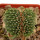 AZTEKIUM ritteri f. cristate, 3,2 cm, grafted offset