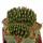 AZTEKIUM ritteri f. cristate, 2,6 cm, grafted offset