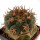 GYMNOCALYCIUM spegazzinii var. unguispinum SL 44b, 3,9 cm, grafted offset