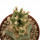 LEUCHTENBERGIA principis f. monstrosa, 2,6 cm, grafted offset