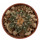 ARIOCARPUS kotschoubeyanus var. albiflorus, 2,3 cm, SEEDLING