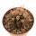 ECHINOCACTUS xeranthemoides SB 475, 2,2 cm, rooted offset (5-6 years)