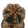 GYMNOCALYCIUM spegazzinii var. unguispinum SL 44b, 5,7 cm, grafted offset