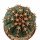 GYMNOCALYCIUM spegazzinii var. unguispinum SL 44b, 6,1 cm, grafted offset