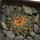 ARIOCARPUS kotschoubeyanus var. albiflorus, 3,2 cm, SEEDLING