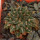 ARIOCARPUS kotschoubeyanus var. sladkovkyi PP 804, San Francisco, SLP., 2,8 cm, SEEDLING