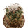 CORYPHANTHA tripugionacantha, 4,3 cm, SEEDLING