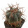 ECHINOCACTUS horizonthalonius X platyacanthus, VZD 788, clone nr. 1, 4 cm, grafted offset