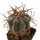 ECHINOCACTUS horizonthalonius X platyacanthus, VZD 788, clone nr. 1, 4 cm, grafted offset