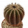 UEBELMANNIA pectinifera var. pectinifera HU 106, 5 cm, SEEDLING