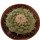 STROMBOCACTUS disciformis, 4,5 cm, SEEDLING