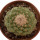 STROMBOCACTUS disciformis, 4,5 cm, SEEDLING