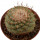 STROMBOCACTUS disciformis, 4,8 cm, SEEDLING