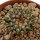 ARIOCARPUS kotschoubeyanus var. macdowellii, 2,6 cm, SEEDLING