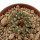 ARIOCARPUS kotschoubeyanus var. macdowellii, 2,6 (2,1) cm, SEEDLING