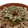 ARIOCARPUS kotschoubeyanus var. macdowellii, 2,6 (2,1) cm, SEEDLING
