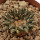 ARIOCARPUS kotschoubeyanus, 2,5 (2) cm, SEEDLING