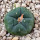 LOPHOPHORA diffusa var. koehresii, 3,3 cm, SEEDLING 