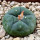 LOPHOPHORA diffusa var. koehresii, 3,3 cm, SEEDLING 